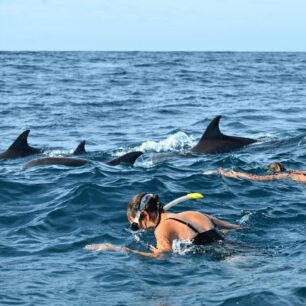 Swimming With Dolphins