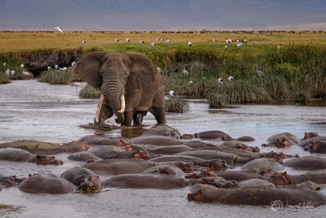 Elephants and Hippos in Ngorongoro Crater