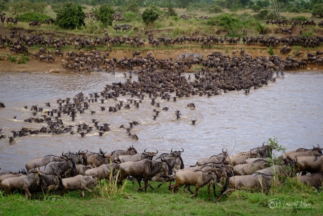 Great Migration Photo Safari in Tanzania, Katikati Safaris