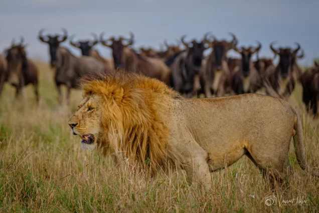 Lions of the photographic Safari in Tanzania