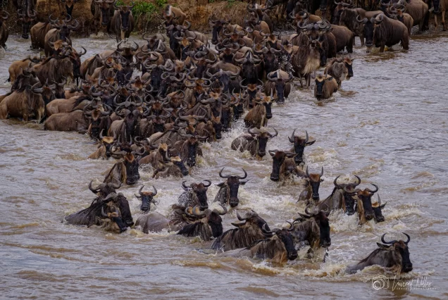 Great Migration Photo safari
