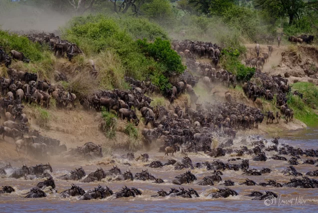 Wildebeest Crossing in Serengeti
