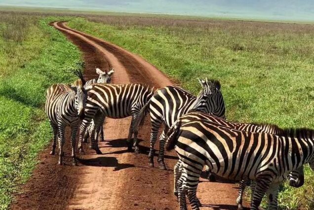 Tanzania Serengeti Migration Safari