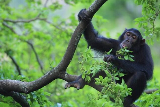 Uganda Bwindi Forest